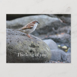 Kauai Hawaii Bird on Rocks Denken aan jou Briefkaart