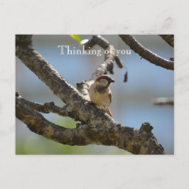 Kauai Hawaii Bird on Tree Branch Denken aan jou Briefkaart