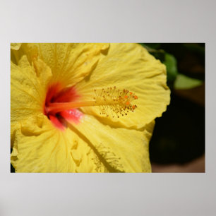 Kauai Hawaii gele hibiscus bloem Poster