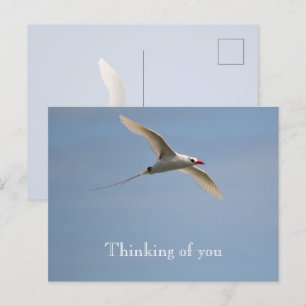 Kauai Hawaii Kilauea Flying Red Tailed Tropicbird Briefkaart