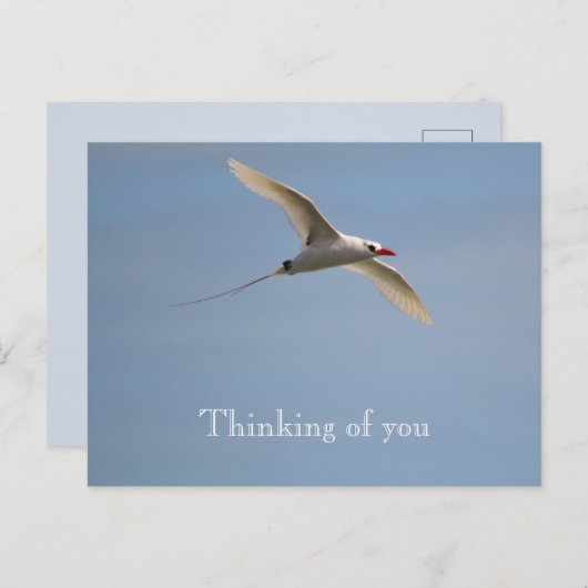 Kauai Hawaii Kilauea Flying Red Tailed Tropicbird Briefkaart (Voorkant / Achterkant)