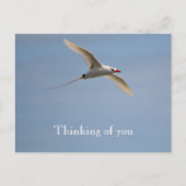 Kauai Hawaii Kilauea Flying Red Tailed Tropicbird Briefkaart (Voorkant)