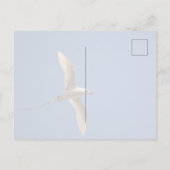 Kauai Hawaii Kilauea Ocean Red Tailed Tropicbird Briefkaart (Achterkant)