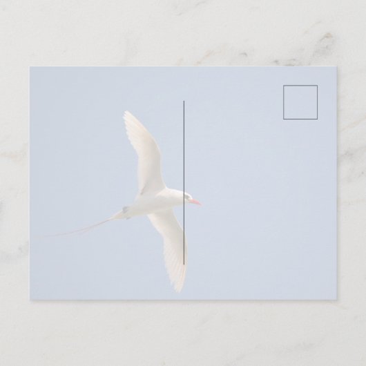 Kauai Hawaii Kilauea Ocean Red Tailed Tropicbird Briefkaart (Achterkant)