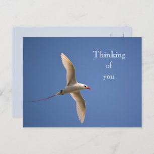 Kauai Hawaii Kilauea Red Tailed Tropicbird Briefkaart