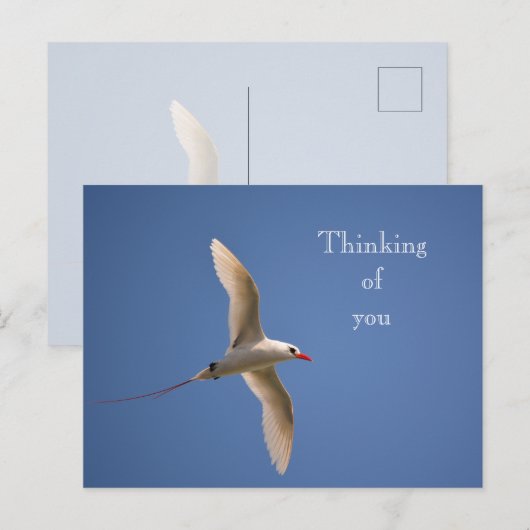 Kauai Hawaii Kilauea Red Tailed Tropicbird Briefkaart (Voorkant / Achterkant)