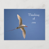 Kauai Hawaii Kilauea Red Tailed Tropicbird Briefkaart (Voorkant)