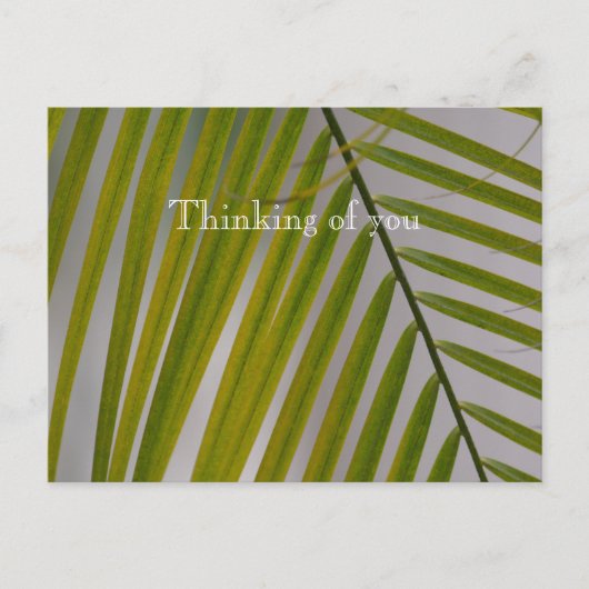 Kauai Hawaii Palm Tree Briefkaart (Voorkant)