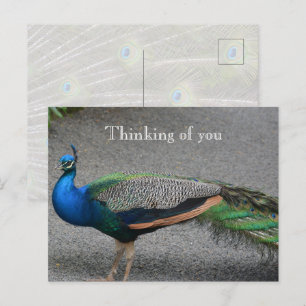 Kauai Hawaii Peacock Briefkaart