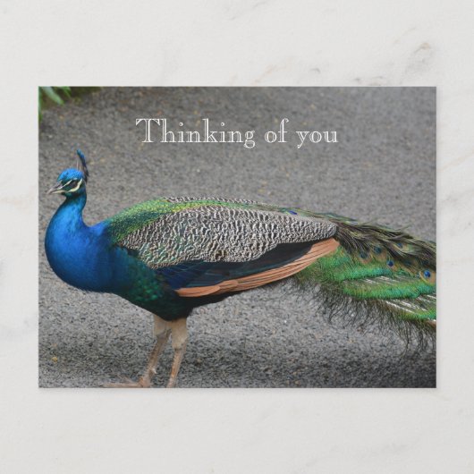 Kauai Hawaii Peacock Briefkaart (Voorkant)