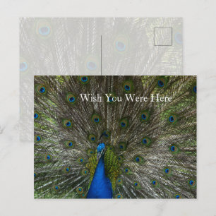 Kauai Hawaii Peacock Feathers Briefkaart