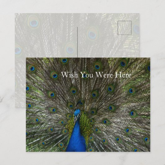 Kauai Hawaii Peacock Feathers Briefkaart (Voorkant / Achterkant)