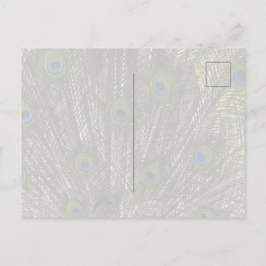 Kauai Hawaii Peacock Feathers Briefkaart (Achterkant)