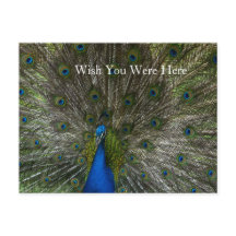 Kauai Hawaii Peacock Feathers