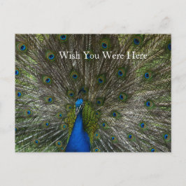Kauai Hawaii Peacock Feathers Briefkaart