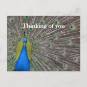 Kauai Hawaii Peacock Feathers Briefkaart (Voorkant)