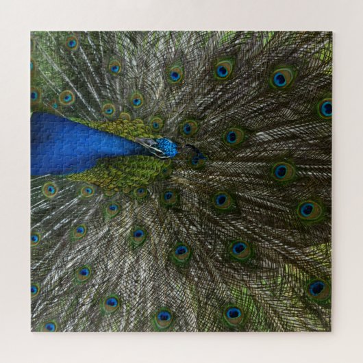 Kauai Hawaii Peacock Feathers Legpuzzel (Horizontaal)