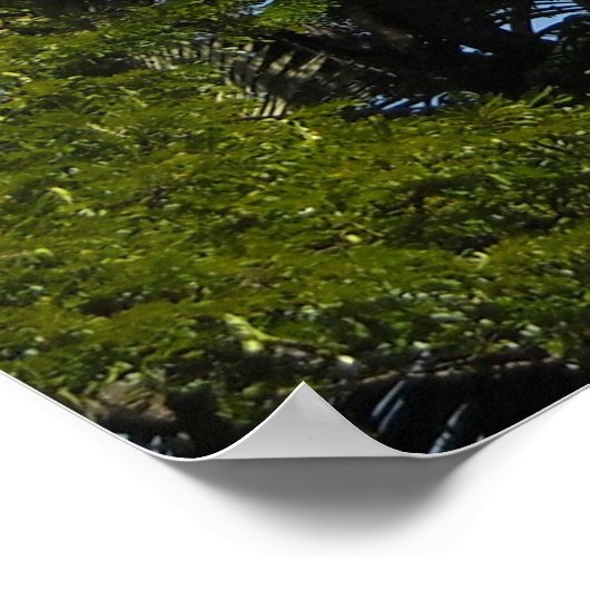 Kauai, Hawaii Poster (Hoek)