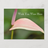 Kauai Hawaii Roze Anthurium Bloem Briefkaart (Voorkant)