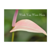 Kauai Hawaii Roze Anthurium Bloem