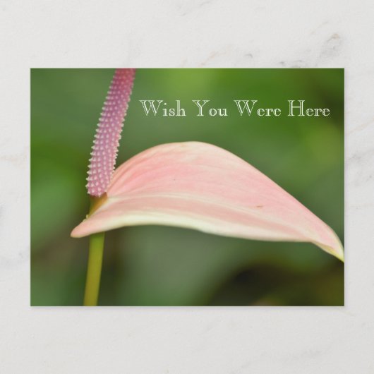 Kauai Hawaii Roze Anthurium Bloem Briefkaart (Voorkant)