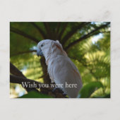 Kauai Hawaii Vogel in een boom Briefkaart (Voorkant)