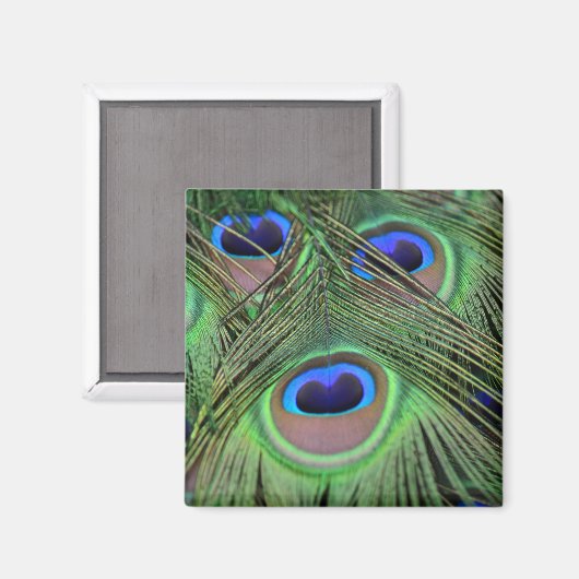 Kauai Peacock Feathers Fotografie Magneet (Voorkant / Achterkant)