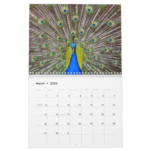 Kauai Peacock Feathers Kalender (Mar 2026)