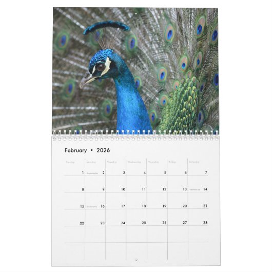 Kauai Peacock Feathers Kalender (Feb 2026)