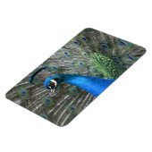 Kauai Peacock Feathers Magneet (Linkerzijde)