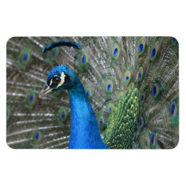 Kauai Peacock Feathers Magneet