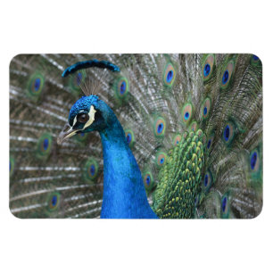 Kauai Peacock Feathers Magneet