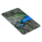 Kauai Peacock Feathers Magneet (Rechterzijde)