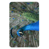 Kauai Peacock Feathers Magneet (Verticaal)