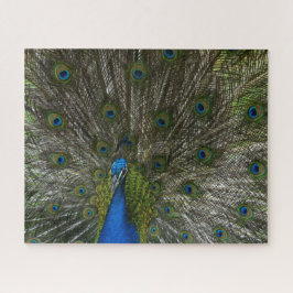 Kauai Peacock Legpuzzel