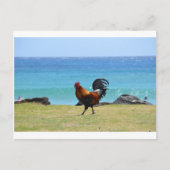 Kauai rooster briefkaart (Voorkant)