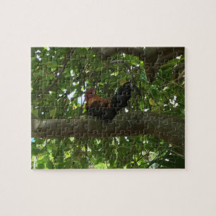Kauai Rooster in Boom - Hawaii Legpuzzel