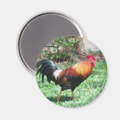 Kauai Rooster Magnet (Voorkant / Achterkant)