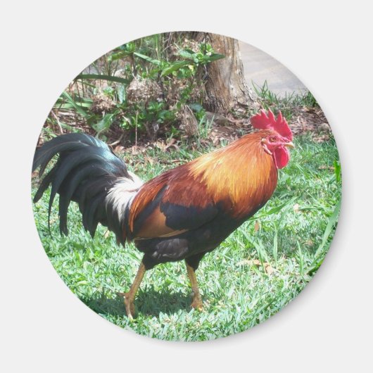 Kauai Rooster Magnet (Voorkant)