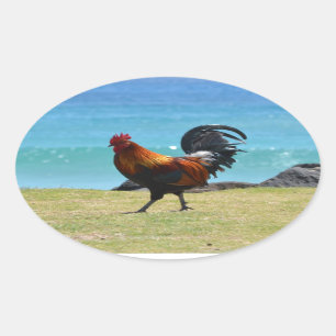 Kauai rooster ovale sticker
