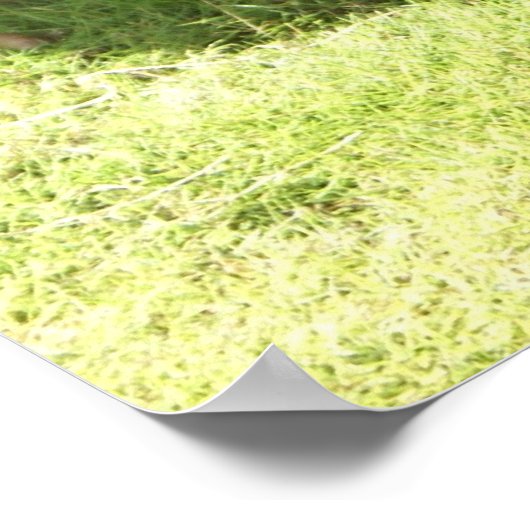 Kauai Rooster Poster (Hoek)