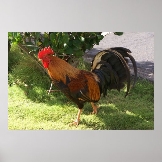 Kauai Rooster Poster (Voorkant)