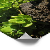 Kauai succulents 1 poster (Hoek)