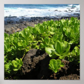 Kauai succulents 1 poster (Voorkant)