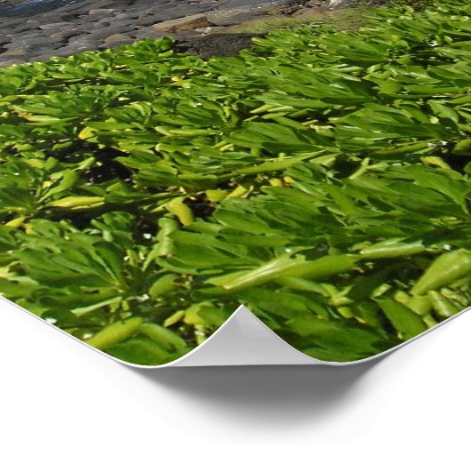 Kauai succulents 2 poster (Hoek)