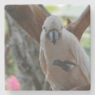 Kauai vogel in boom (foto genomen door mij) stenen onderzetter