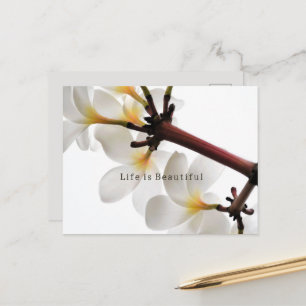 Kauai Witte Plumeria Bloemen (foto genomen door mi Briefkaart
