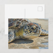 Kauai Zeeschildpad Close-up Briefkaart (Voorkant / Achterkant)