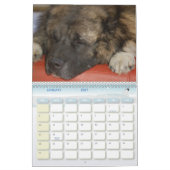 Kaukasisch Legend Boerderij Kalender (Jan 2027)