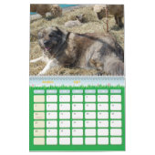Kaukasisch Legend Boerderij Kalender (Mar 2027)